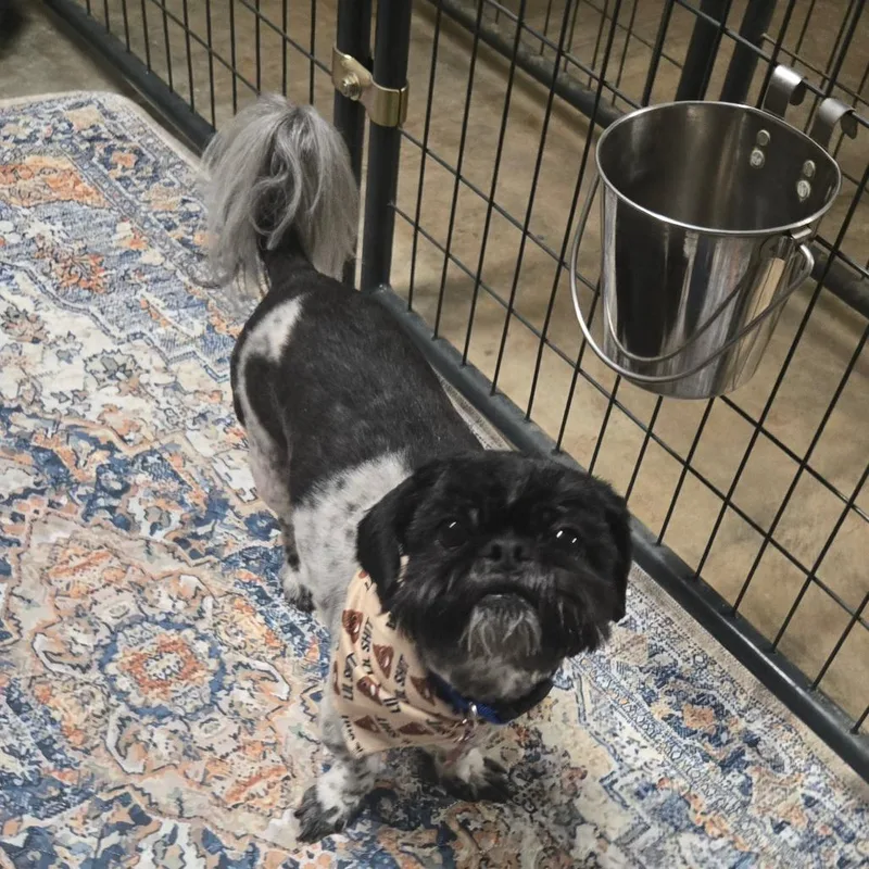 A senior small-sized male Black Shih Tzu dog named Goku for adoption in Bessemer, AL