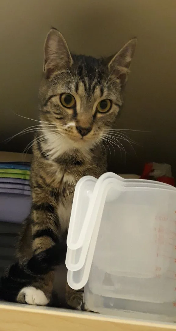 Pixie Chatty Girl thumbnail 2