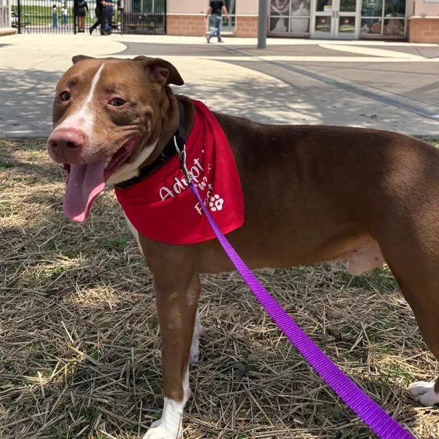 A young large-sized male American Staffordshire Terrier dog named Freddy for adoption in San Antonio, TX
