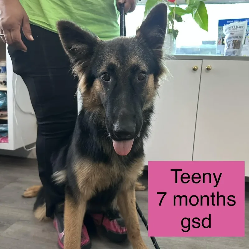 A senior small-sized female Black German Shepherd Dog dog named Teeny for adoption in Tampa, FL