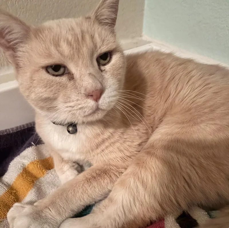 A senior large-sized male Domestic Short Hair cat named Moochie for adoption in Sonora, CA