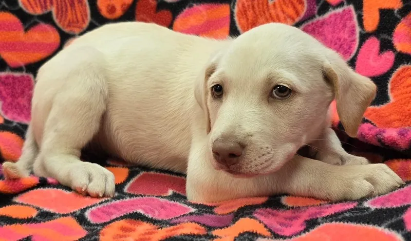 A baby large-sized female Labrador Retriever dog named Stormy for adoption in Murphysboro, IL