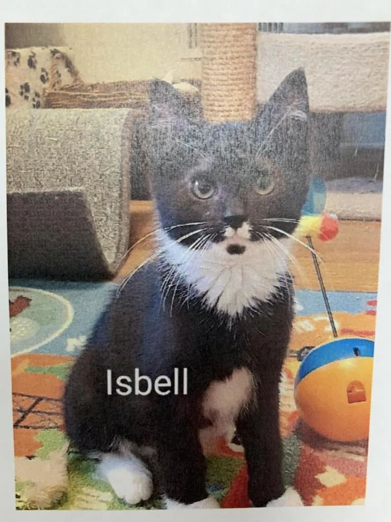 An adult large-sized female Domestic Short Hair cat named Isabell for adoption in Waverly, NY