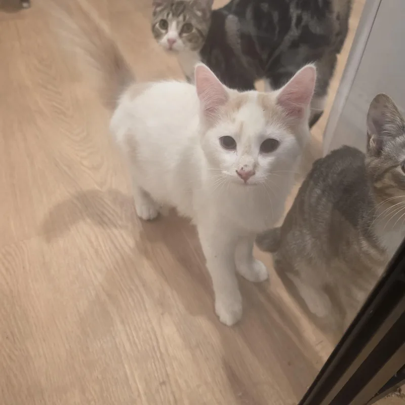A baby small-sized male Orange & White Domestic Long Hair cat named Cannoli and Eclair for adoption in Lawrenceville, GA