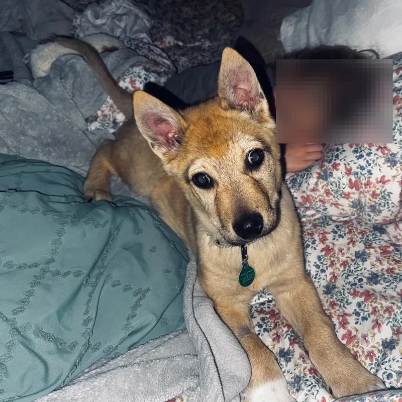 A baby small-sized male Yellow / Tan / Blond / Fawn Mixed Breed dog named Bumper for adoption in Buffalo, MN