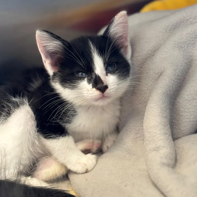 A baby small-sized female Black Domestic Medium Hair cat named Juniper for adoption in Nashville, IN