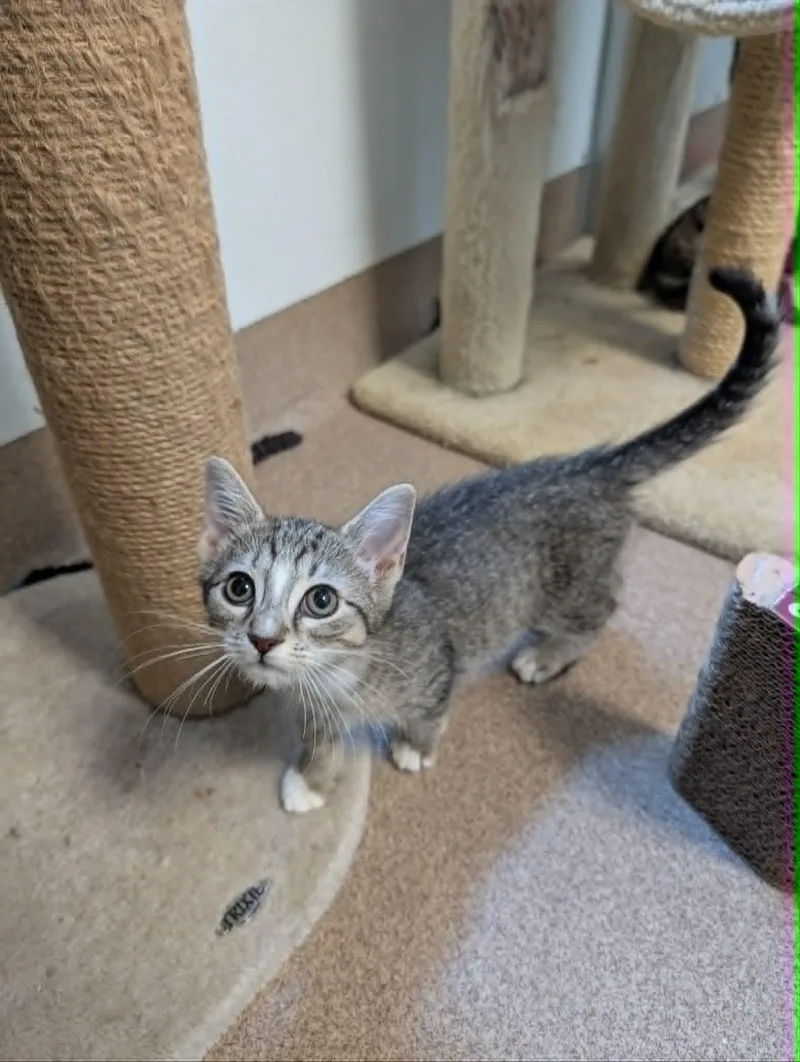 A baby medium-sized female Tabby (Brown / Chocolate) Domestic Short Hair cat named Mazie for adoption in Chambersburg, PA
