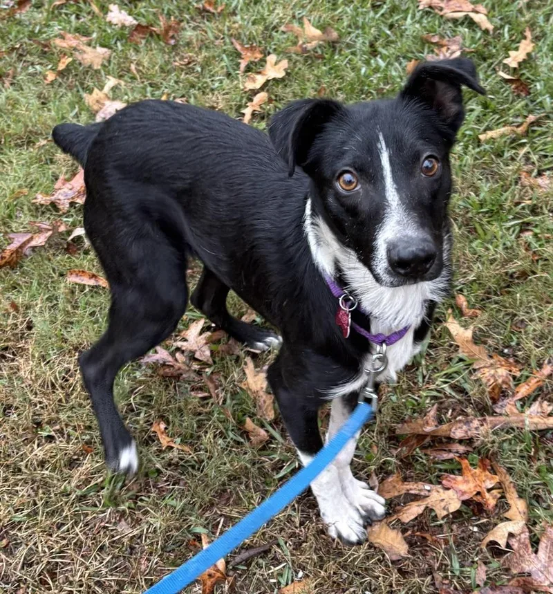 An adult medium-sized male Tricolor (Brown, Black, & White) Border Collie dog named Audie Murphy for adoption in Boston, MA