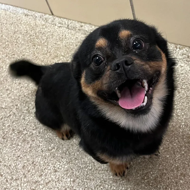 A young small-sized male Black Pekingese dog named Boss for adoption in Perkiomenville, PA