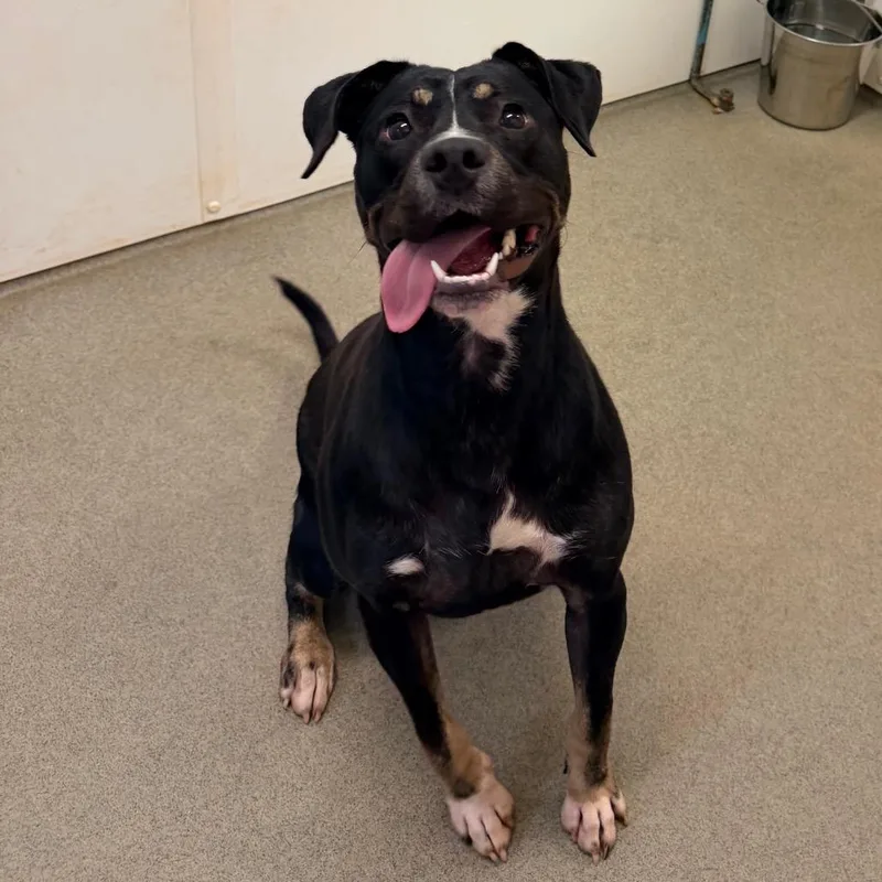 An adult small-sized female Black Mixed Breed dog named Capri for adoption in Rocky Mount, VA