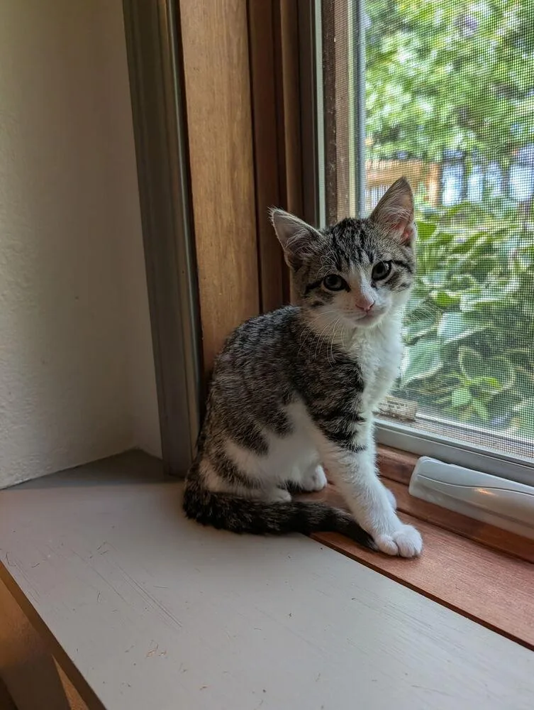 Cisco