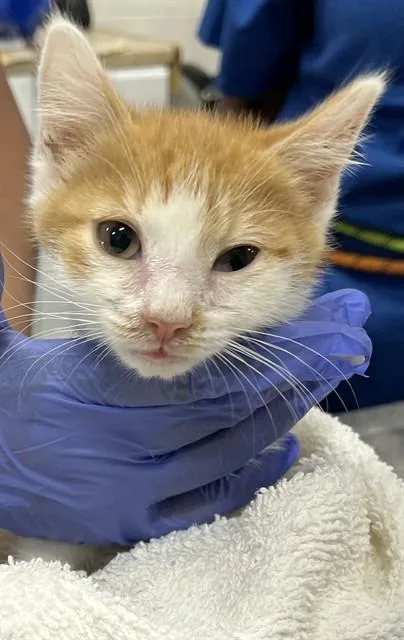 A baby small-sized male Domestic Short Hair cat named Dion for adoption in Upper Marlboro, MD
