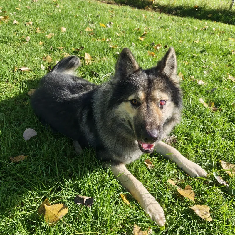An adult medium-sized male German Shepherd Dog dog named Theo for adoption in Oconto, WI