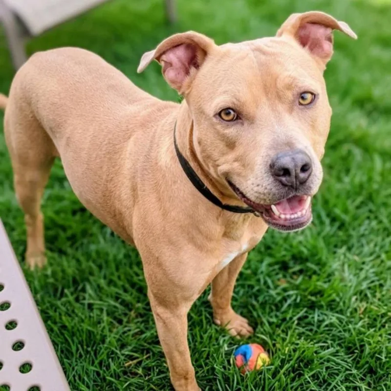 An adult large-sized female Yellow / Tan / Blond / Fawn Mixed Breed dog named Acorn for adoption in Jeffersonville, IN