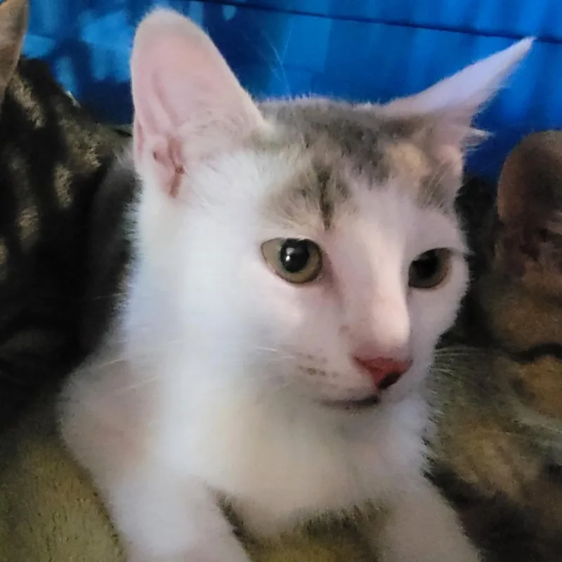 Artemis