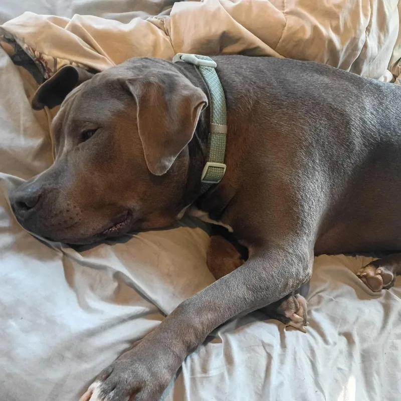An adult extra large-sized male Gray / Blue / Silver Pit Bull Terrier dog named Boss for adoption in Columbia, MO
