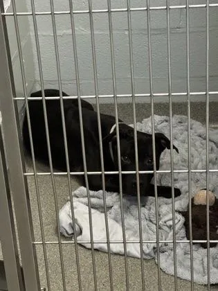 An adult medium-sized male Mixed Breed dog named Chewy for adoption in Fallston, MD