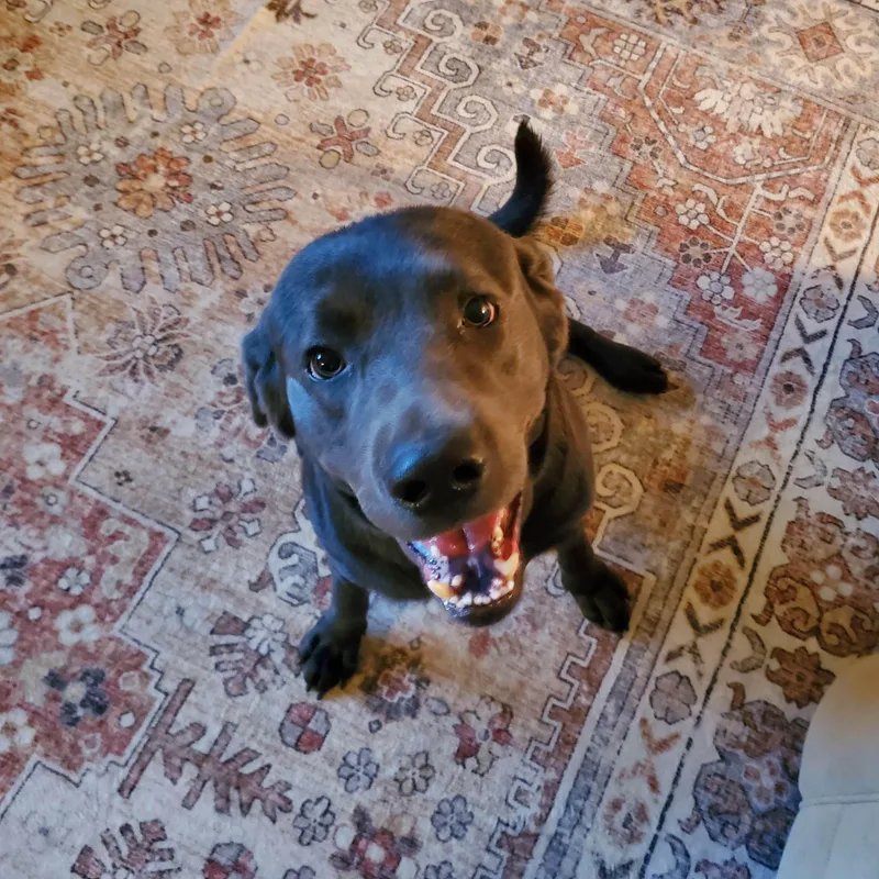 An adult large-sized male Gray / Blue / Silver Labrador Retriever dog named Exodus. โowner Rehome for adoption in Medina, OH