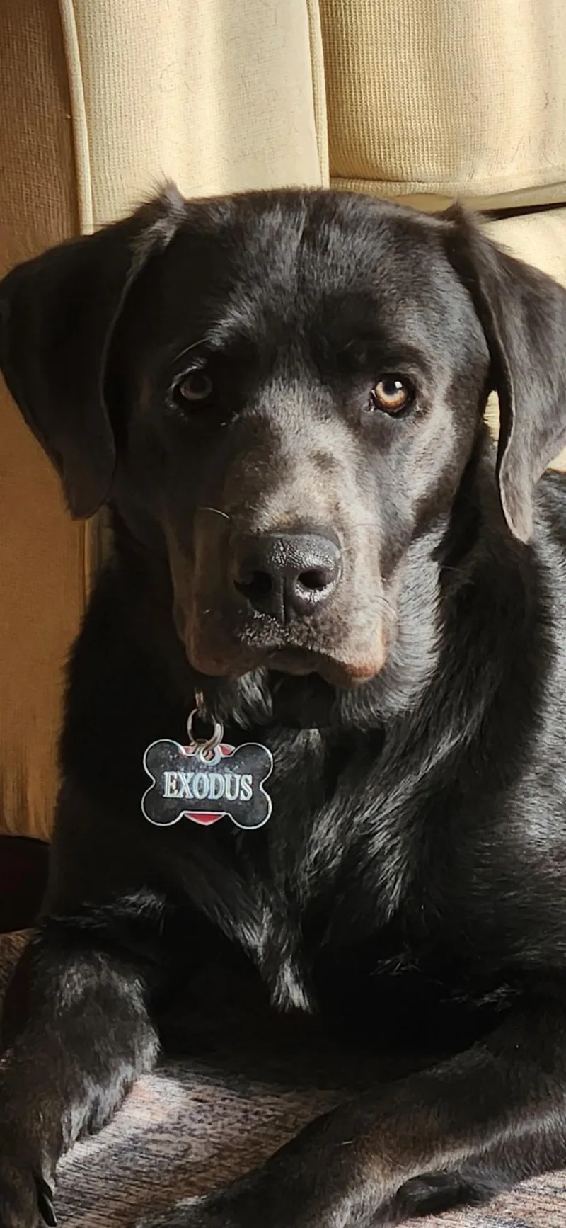 Exodus. —owner Rehome thumbnail 2