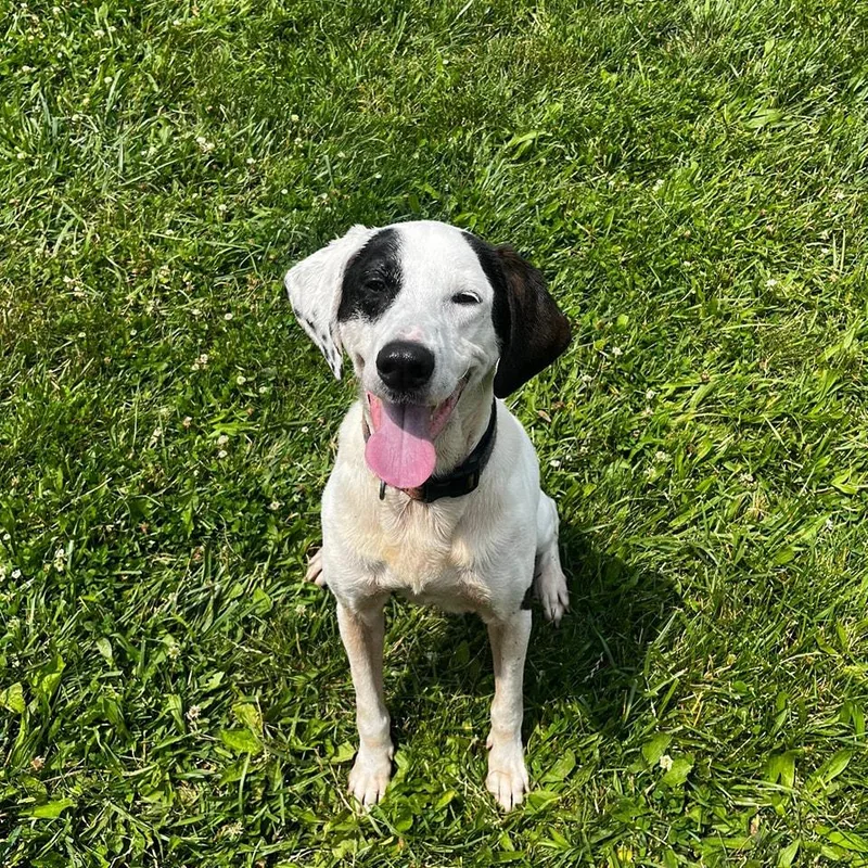 An adult medium-sized male White / Cream Spaniel dog named Bo for adoption in Attica, IN