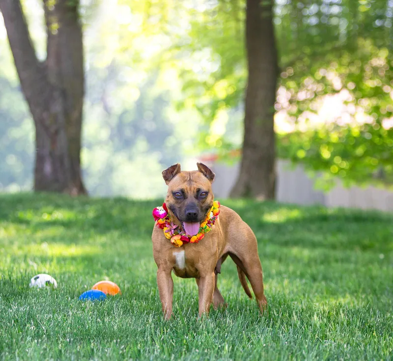 A young medium-sized female Terrier dog named Ella for adoption in Coatesville, PA