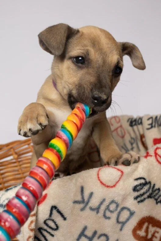 A baby medium-sized male Bicolor Mixed Breed dog named Aspen for adoption in Clinton, WI