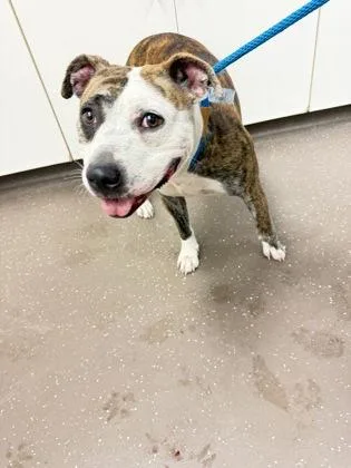 An adult large-sized female Pit Bull Terrier dog named Minnie Mouse for adoption in South Bend, IN
