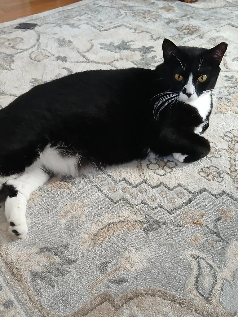 A young medium-sized female Domestic Short Hair cat named Dotti for adoption in New Kensington, PA