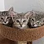 An adult medium-sized female Tabby (Buff / Tan / Fawn) Domestic Short Hair cat named Lavender for adoption in Phoenix, AZ