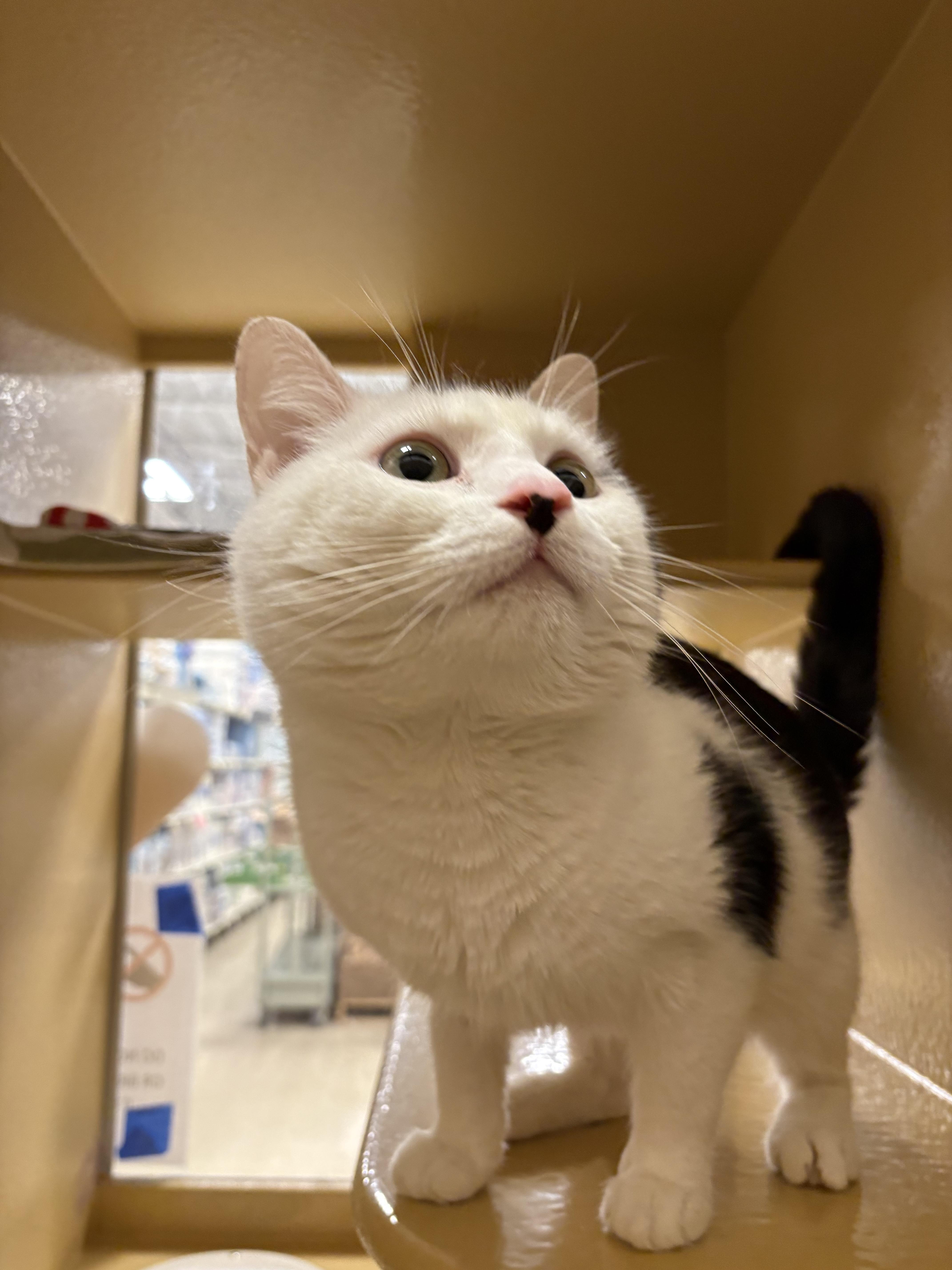 A young medium-sized male Black & White / Tuxedo Domestic Short Hair cat named Lucas for adoption in Worcester, MA