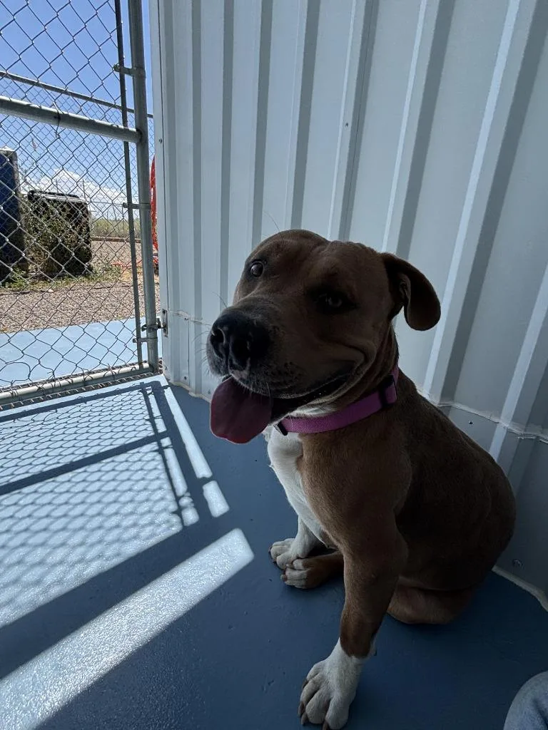 A young medium-sized male Pit Bull Terrier dog named Crimson for adoption in Moriarty, NM