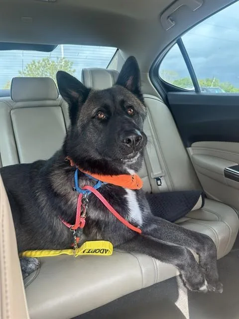 An adult extra large-sized male Mixed Breed dog named Champ for adoption in Dallas, TX