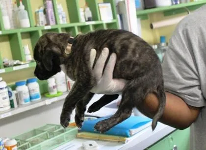 A baby large-sized female German Shepherd Dog dog named Blueberry for adoption in Picayune, MS