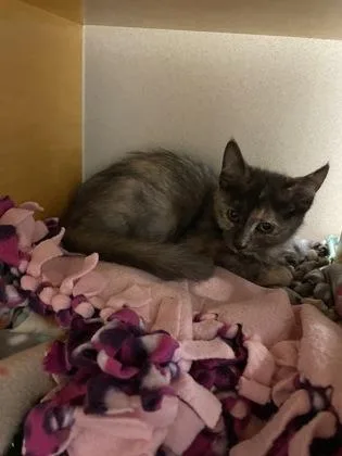 A baby small-sized female Domestic Medium Hair cat named Smuggle for adoption in Bellevue, WA