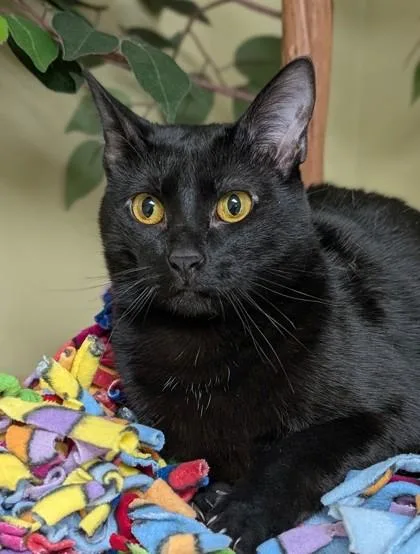 An adult small-sized female Domestic Short Hair cat named Maple for adoption in Hastings, NE