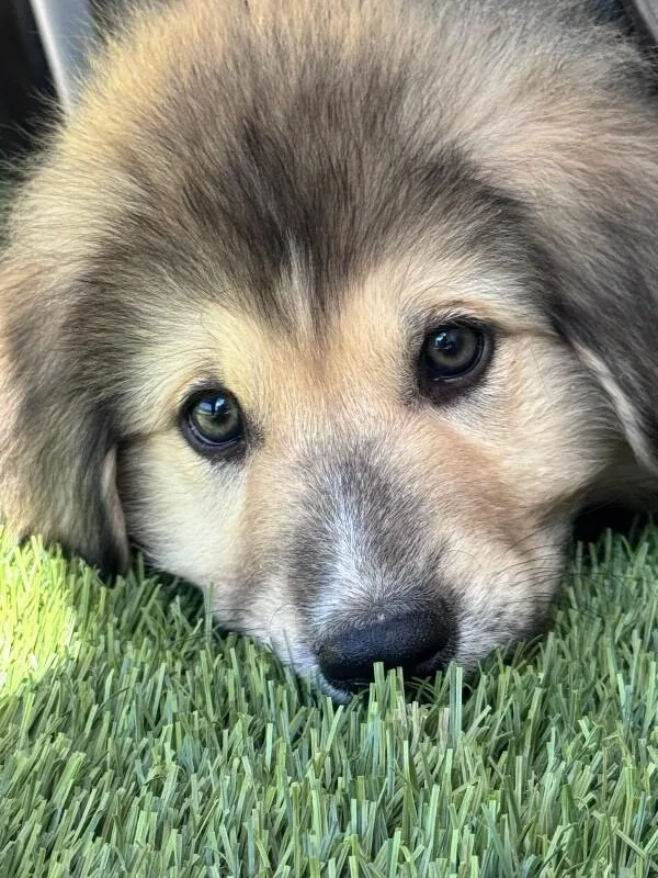 A baby large-sized male Great Pyrenees dog named Paddington for adoption in Van Nuys, CA