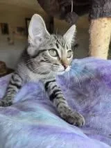A baby small-sized female Tabby (Gray / Blue / Silver) Domestic Short Hair cat named Envy for adoption in Manhattan, KS