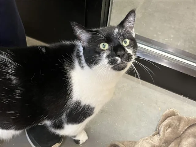 An adult large-sized male Domestic Short Hair cat named Monkey for adoption in Chapel Hill, NC