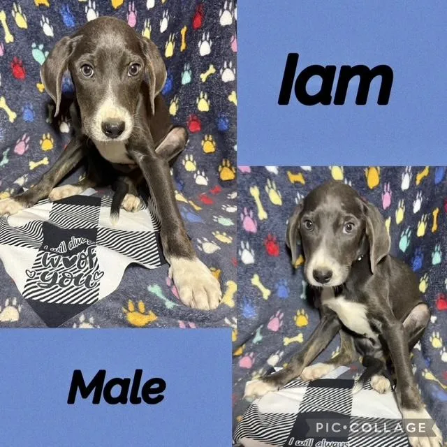 A baby medium-sized male Labrador Retriever dog named Iam for adoption in Manchester, CT