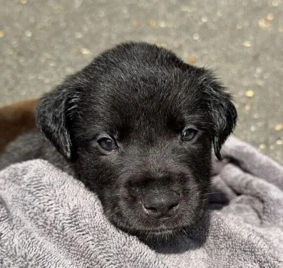 A baby medium-sized male Black Labrador Retriever dog named Baby Rex for adoption in Washington, DC
