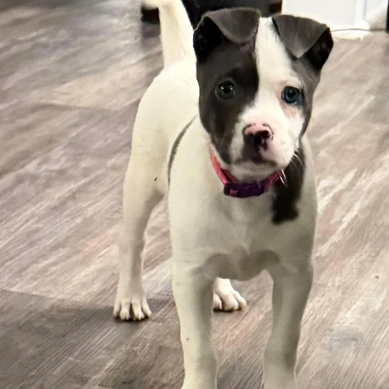 Millie Taking Applications Only