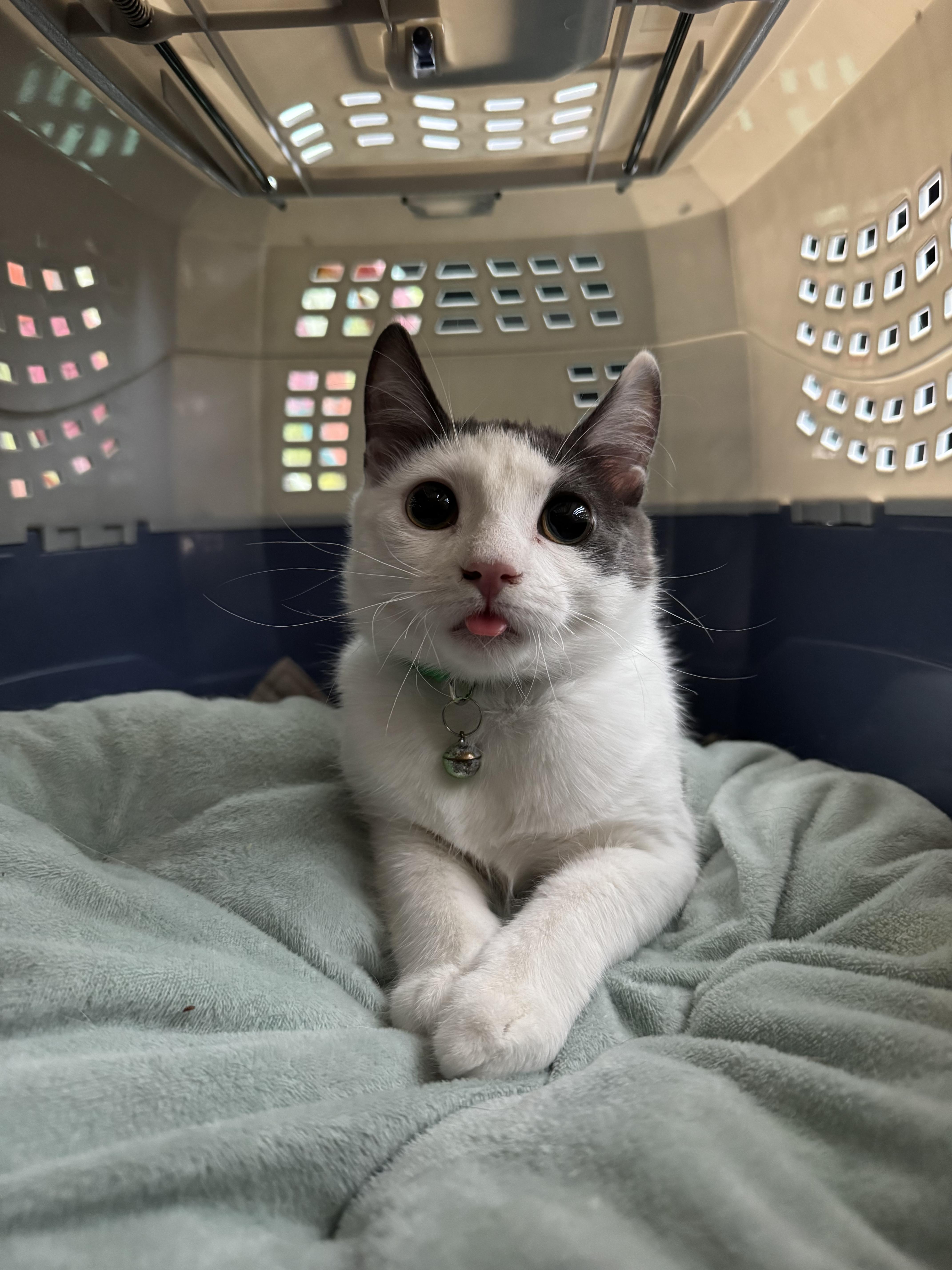 A baby medium-sized male Gray & White Domestic Long Hair cat named Fluffy Bartholomew + Honey for adoption in Brooklyn, NY