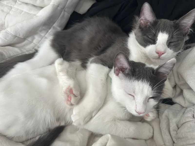 Fluffy Bartholomew + Honey thumbnail 3