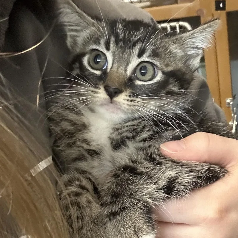 A baby small-sized female Torbie Domestic Short Hair cat named Nova for adoption in Point Richmond, CA