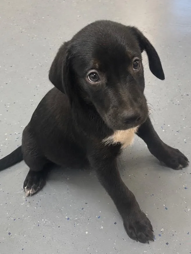A baby medium-sized male Pointer dog named Everett for adoption in Seven Points, TX