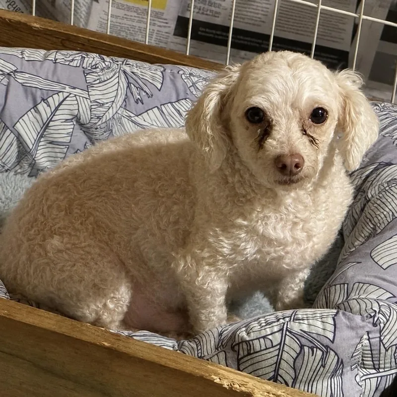 An adult small-sized male White / Cream Maltipoo dog named Sheldon for adoption in Pelham, NH