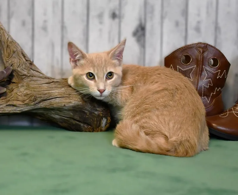 A baby small-sized male Domestic Short Hair cat named Drew for adoption in Roanoke, TX