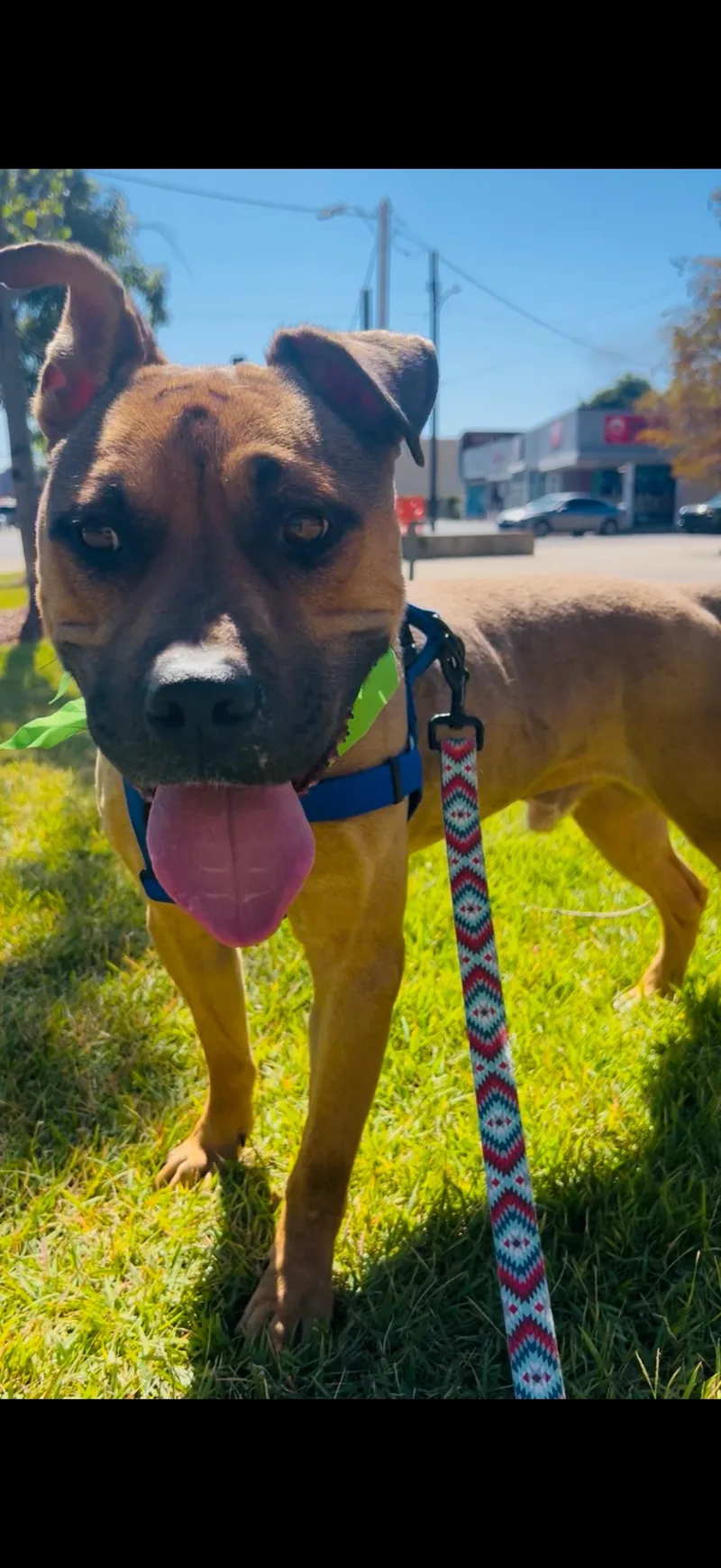 An adult medium-sized male Black Mouth Cur dog named Herc for adoption in Luttrell, TN