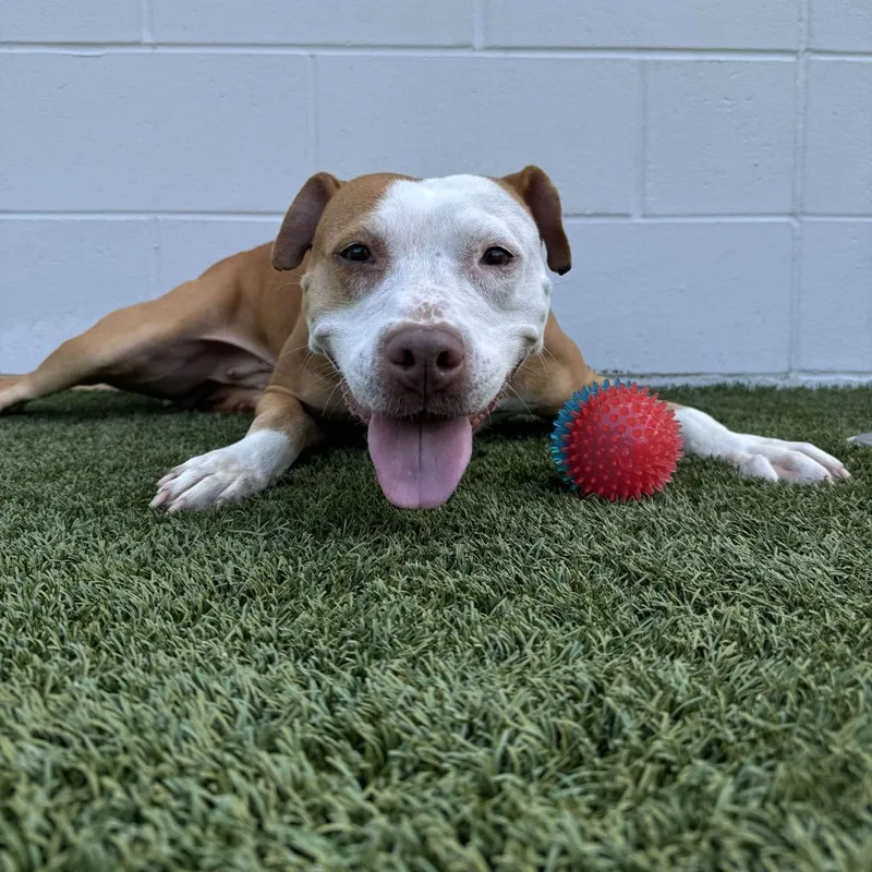 An adult medium-sized female Pit Bull Terrier dog named Butters aka Lucy for adoption in Jacksonville, FL