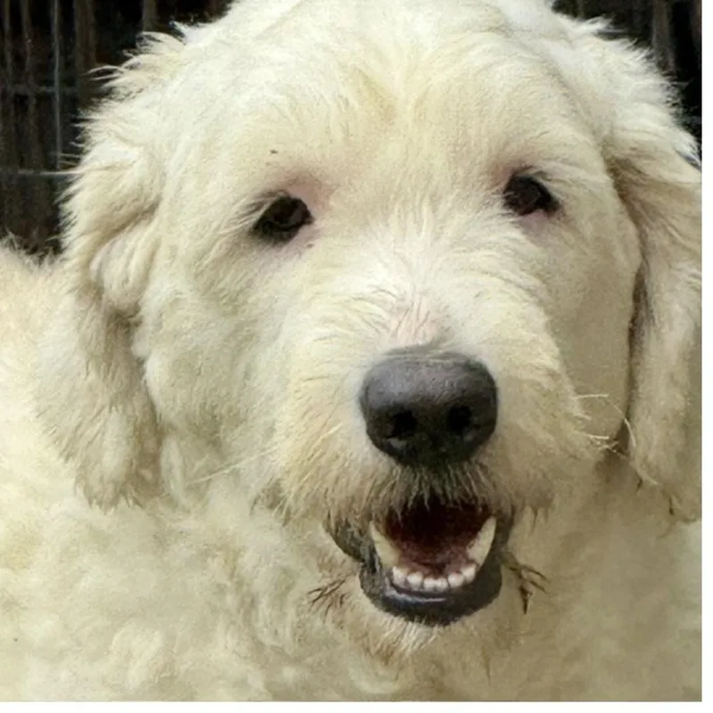 Dougal thumbnail 2